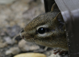 Eastern Chipmunk